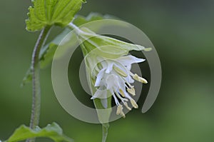 Hooker`s Fairybell  Disporum hookeri, Cowichan Valley, Vancouver Island, British Columbia