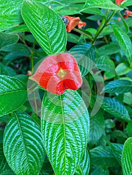 Hooker`s lips flower blooming in the rainforest in Costa Rica