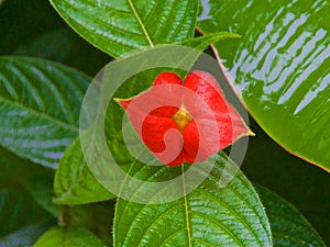 Hooker`s lips flower blooming in the rainforest in Costa Rica