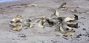 hooker sealion colony on Enderby island.