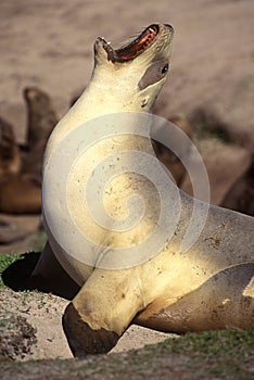 Hooker sealion on Enderby island.