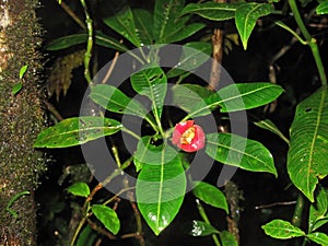 Hookers Lips or Hot Lips flower, Psychotria Elata in Monteverde Cloudforest, Costa Rica photo