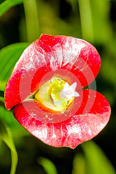 Hookerâ€™s Lips Psychotria elata