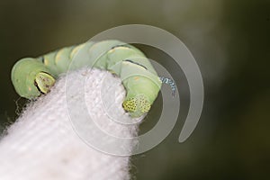 Hookworm on Gardener's Cotton Glove