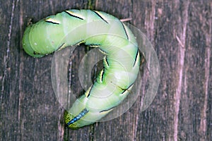 Hookworm on Wooden Board