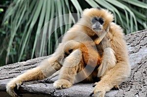Hoolock gibbon mother and kid