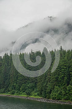 Hoonah, Alaska: Clouds and mist sweep across a dense forest of pine trees