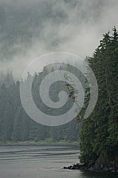 Hoonah, Alaska: A lone pine tree leans out over the water on the edge of a cliff
