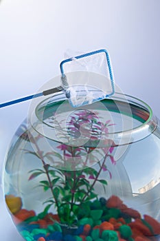 Hoop-net for rummage red orange colored swordtail from aquarium.