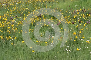 Hoop-petticoat daffodil Narcissus bulbocodium, field with yellow trumpet-shaped spring flowers