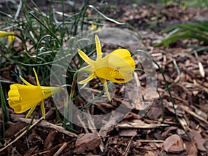 The hoop-petticoat daffodil Narcissus bulbocodium subsp. obesus with one bright yellow flower per stem in bright sunlight in