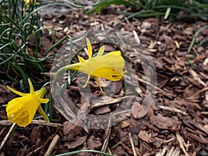 The hoop-petticoat daffodil Narcissus bulbocodium subsp. obesus with one bright yellow flower per stem in bright sunlight in