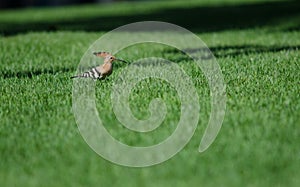 Hoopoe.