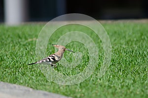 Hoopoe.