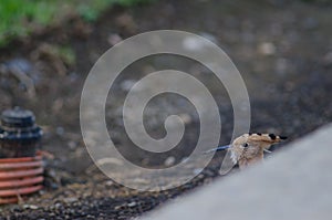 Hoopoe.