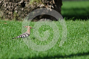 Hoopoe.