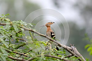 Hoopoe