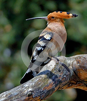 Hoopoe