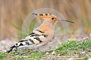 Hoopoe