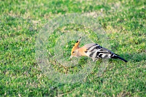 Hoopoe