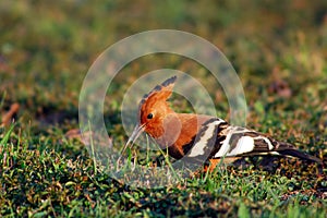 Hoopoe