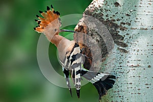 Hoopoe