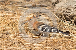 Hoopoe