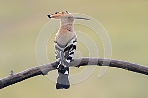 Hoopoe