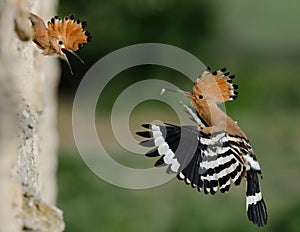 Hoopoe