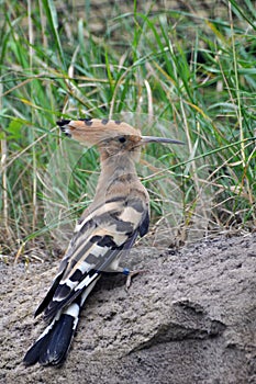 Hoopoe