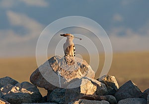 Hoopoe