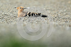 Hoopoe