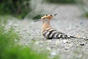 Hoopoe