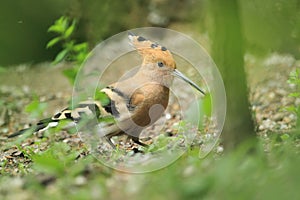 Hoopoe