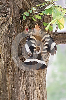 Hoopoe