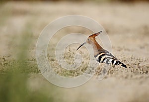 Hoopoe