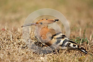 Hoopoe