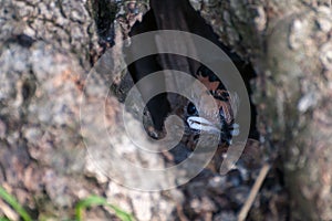 Hoopoe baby in the nest is waiting for mom for food. selvatic animals in nature. birds in nature