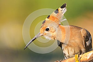 Hoopoe beak looks toward sitting on a branch
