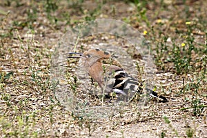 Hoopoe is beautiful bird and takes insects and other small invertebrates by probing the ground with its long, downcurved bill.