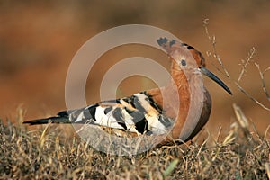 Hoopoe Bird