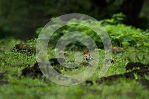 Hoopoe Bird in the jungle grassland