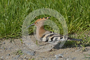 Hoopoe bird in natural habitat (upupa epops)