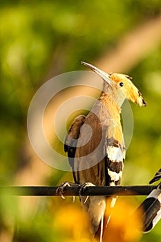 Hoopoe bird posing on a wire