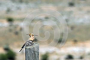 Hoopoe bird on telephone pole