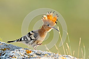 Hoopoe bird (upupa epops)