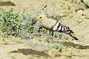 Hoopoe bird (Upupa epops)