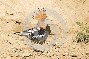 Hoopoe bird, Upupa. Hoopoo, Hop