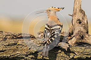 Hoopoe bird, Upupa. Hoopoo, Hop