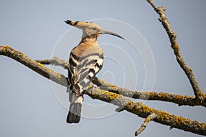 Hoopoe bird, Upupa. Hoopoo, Hop